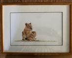 Ingelijste pastel tekening leeuwin met welp – 36,5 x 26,5 cm, Ophalen