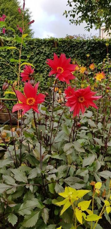 5 x knol Dahlia Waltzing Mathilda beschikbaar voor biedingen