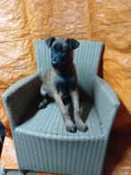 Mechelse herder pups 2 reutjes  en 4 teefjes, Dieren en Toebehoren, 8 tot 15 weken, Meerdere, Meerdere dieren, Herder
