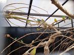 Mooie volwassen koppels roodrugparkieten, diverse kleuren!, Dieren en Toebehoren, Vogels | Parkieten en Papegaaien, Meerdere dieren