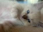 ragdoll kittens (katers) met garantie nog 1 te reserveren, Dieren en Toebehoren, Meerdere dieren, Ontwormd, 0 tot 2 jaar
