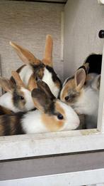 3 kleurige Hollandertjes, Dieren en Toebehoren, Meerdere dieren, Klein, 0 tot 2 jaar