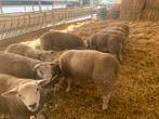 Te koop Engelse texelaar ramlammeren, Dieren en Toebehoren, Vrouwelijk, Schaap