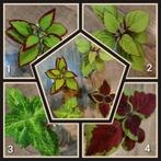 Siernetel / Coleus - stekjespakket - vier soorten, Huis en Inrichting, Kamerplanten, Overige soorten, Minder dan 100 cm, Ophalen of Verzenden