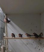 Koppels st Helena fazantjes, Dieren en Toebehoren, Meerdere dieren, Geringd