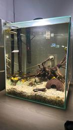 Compleet aquarium met cichliden, Dieren en Toebehoren, Vissen | Aquaria en Toebehoren, Ophalen, Zo goed als nieuw, Gevuld zoetwateraquarium
