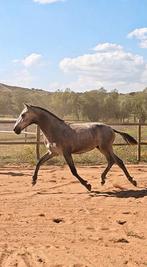 Ulala – 1,5-jarige Lusitano merrie te koop, Dieren en Toebehoren, Paarden, Merrie, Niet van toepassing, Gechipt, 0 tot 2 jaar
