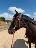 Knappe 11 jarige allround gereden merrie, Dieren en Toebehoren, L, 160 tot 165 cm, 11 jaar of ouder, Recreatiepaard