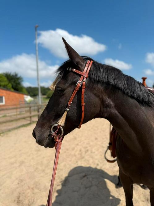 Knappe 11 jarige allround gereden merrie, Dieren en Toebehoren, Paarden, Merrie, L, 160 tot 165 cm, 11 jaar of ouder, Recreatiepaard
