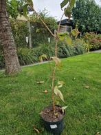 Viburnum plicatum " Kilimanjaro", Ophalen, Zomer, Vaste plant, Volle zon