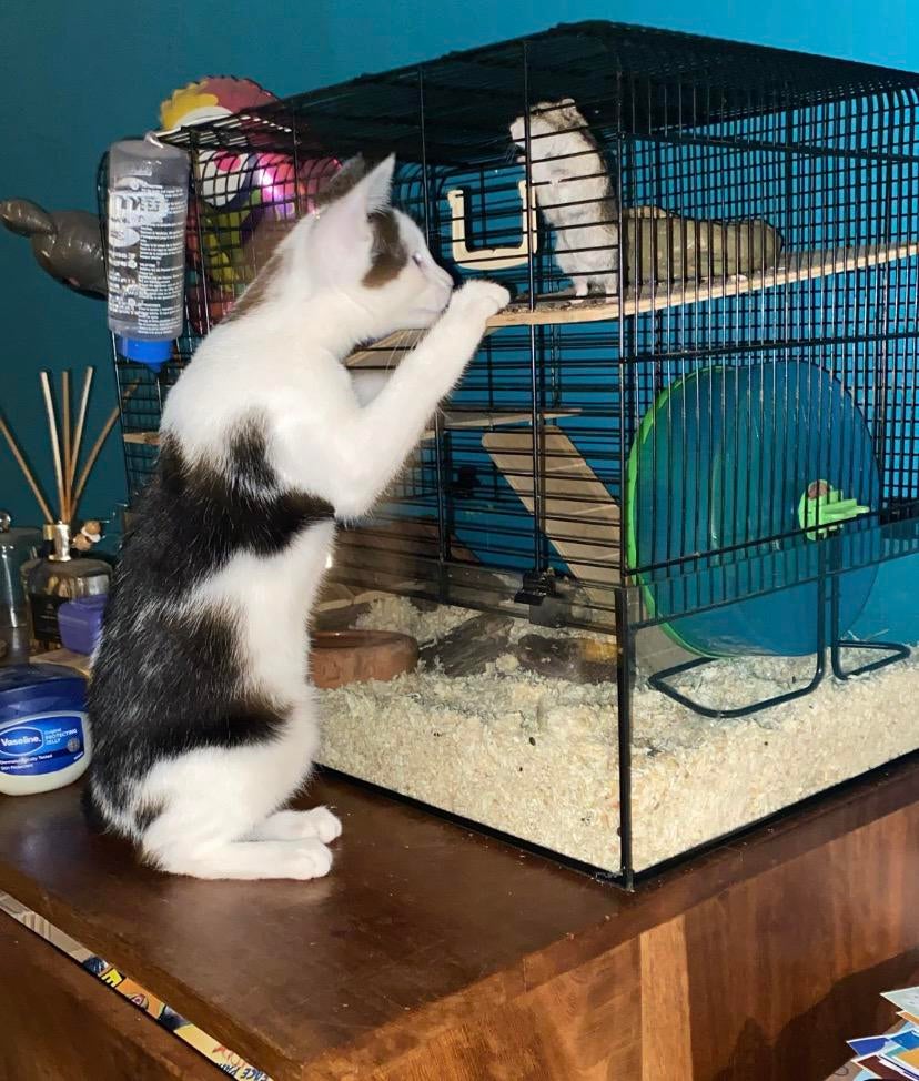 hamsterkooi, Kooi, Minder dan 75 cm, Zo goed als nieuw, Hamster