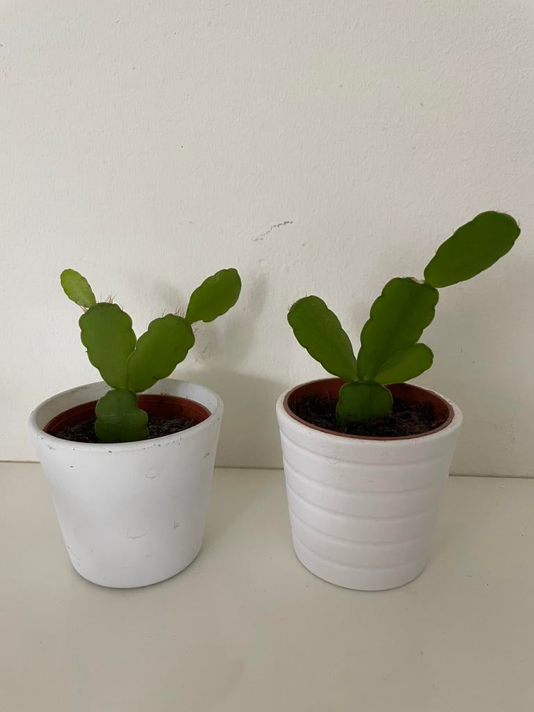 🌱 Stekjes wit bloeiende paascastus Rhipsalidopsis gaertneri, Ophalen, Halfschaduw, Cactus, Minder dan 100 cm