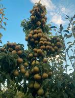 HOOGSTAM FRUITBOMEN, Ophalen, Lente, Volle zon, Appelboom