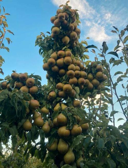 HOOGSTAM FRUITBOMEN, Tuin en Terras, Planten | Fruitbomen, Appelboom, 250 tot 400 cm, Volle zon, Lente, Ophalen