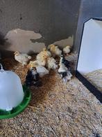 Krulveer cochin kuikens., Dieren en Toebehoren, Pluimvee, Meerdere dieren, Kip