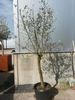 Olijfboom in pot, 100 tot 250 cm, Olijfboom, Ophalen, Volle zon