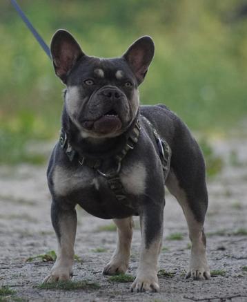 Lilac and Tan Franse Bulldog dekreu, heel mooie neus, getest beschikbaar voor biedingen