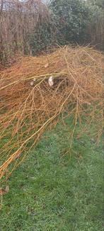 Gratis wilgentakken, Ophalen of Verzenden, Overige soorten, Volle zon