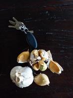 Olifantsknoflook, Ophalen of Verzenden, Overige soorten, Volle zon