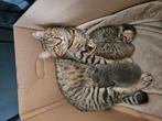 Britse korthaar aangeboden/ herplaatsing, Dieren en Toebehoren, Poes