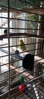 Parkiet pop, Dieren en Toebehoren, Vogels | Kanaries, Vrouwelijk, Kleurkanarie