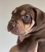American bully pups, Dieren en Toebehoren, CDV (hondenziekte), 8 tot 15 weken, Meerdere, Nederland