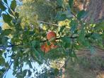 Appelbomen bio, Tuin en Terras, Planten | Bomen, Ophalen, Bloeit niet, Volle zon, Overige soorten