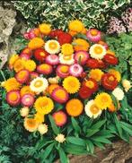 Strobloemen zaad (Helichrysum Bracteatum) zaden, Tuin en Terras, Bloembollen en Zaden, Ophalen of Verzenden, Voorjaar, Volle zon