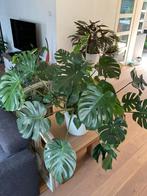 Grote Monstera gatenplant zonder pot, Ophalen
