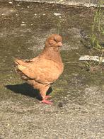 Sierduiven, Dieren en Toebehoren, Vogels | Duiven