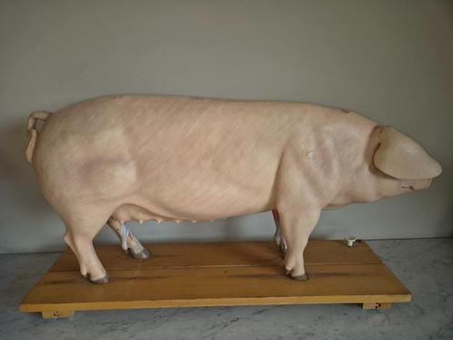 Vintage lesmodel   varken 102 cm, Antiek en Kunst, Curiosa en Brocante, Ophalen of Verzenden