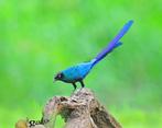 Langstaart glansspreeuw - lamprotornis caudatus, Meerdere dieren, Geringd