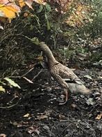 Loopeend te koop, Dieren en Toebehoren, Pluimvee, Vrouwelijk, Eend