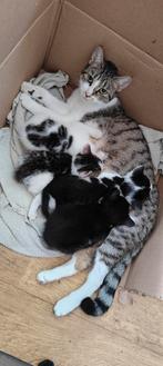 Kittens Europese korthaar, Dieren en Toebehoren, Katten en Kittens | Overige Katten, Kater