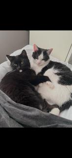 2 halve ras katten, Dieren en Toebehoren, Meerdere dieren, 3 tot 5 jaar