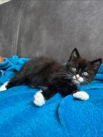 Ragdoll kitten, Dieren en Toebehoren, Poes