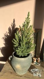 Boompje in pot, Ophalen, Overige soorten, Volle zon