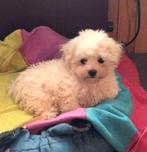 Bichon frise pups, Nederland, CDV (hondenziekte), 8 tot 15 weken, Meerdere