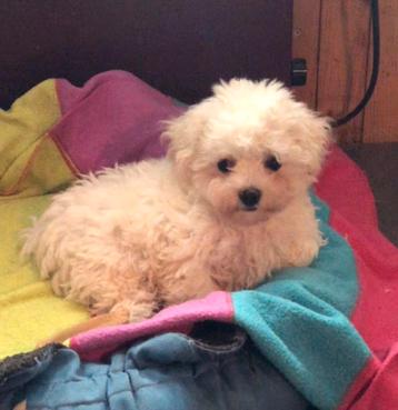 Bichon frise pups beschikbaar voor biedingen