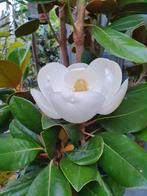 Magnolia grandiflora François Treyve / wintergroene Magnolia, Tuin en Terras, In pot, Zomer, Volle zon, 400 cm of meer