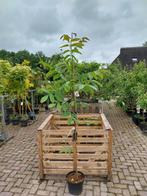 Walnoot - juglans buccanneer, Ophalen, Volle zon
