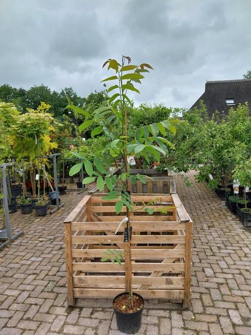 Walnoot - juglans buccanneer, Tuin en Terras, Planten | Bomen, Volle zon, Ophalen