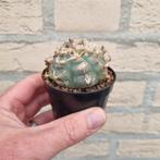 Peyote Lophophora williamsii cactus, Ophalen of Verzenden, Cactus, Minder dan 100 cm
