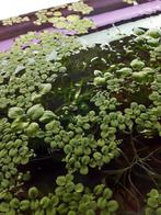 Salvinia Minima (Drijfplanten), Dieren en Toebehoren, Vissen | Aquaria en Toebehoren, Ophalen, Nieuw, Plant(en), Steen of Hout