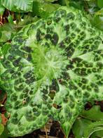 podophyllum spotty dotty, Ophalen, Zomer, Overige soorten, Halfschaduw
