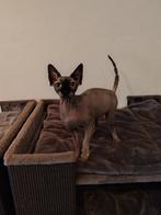 Sphynx poes, Poes, Gechipt, 3 tot 5 jaar