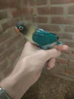 Baby dwergpapagaaien voor handtam, Geslacht onbekend, Dwergpapegaai of Agapornis