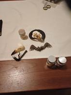 Schedel muskusrat, Ophalen of Verzenden, Gebruikt, Wild dier, Schedel