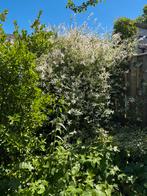 Salix bonte wilg flamingo boom, Ophalen, Halfschaduw, Overige soorten, 100 tot 250 cm