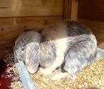 Lief konijntje., Dieren en Toebehoren, Mannelijk, Dwerg, Hangoor